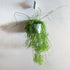 Rhipsalis campos-portoana - ADVANCED 13cm pot